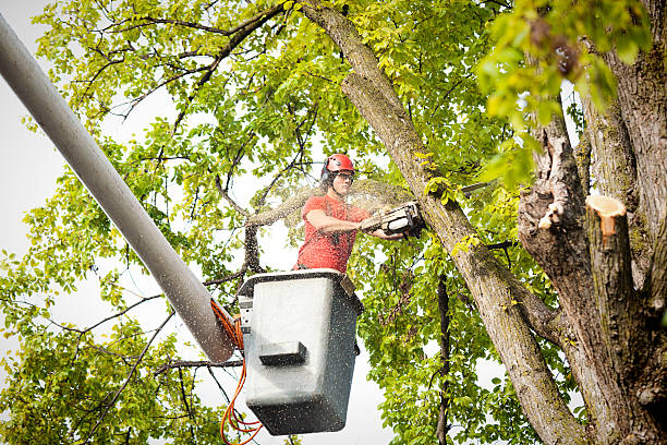 Best Tree Risk Assessment  in Dawson, MN